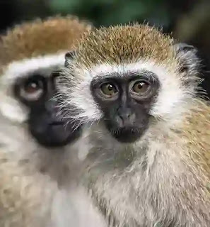 Animal Magnet, Welcome to the MonkeyHouse