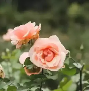 RoseGardenFuneralOfSores