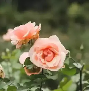 Bauhaus Rose Garden Funeral Of Sores