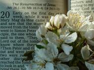 Easter, Set Me Free