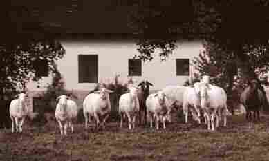 The Strangloves, Sheep Farm
