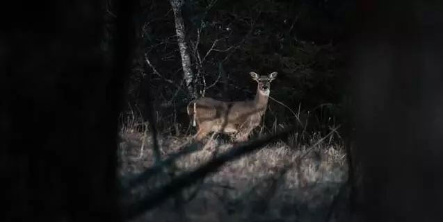 The Passions,Hunted