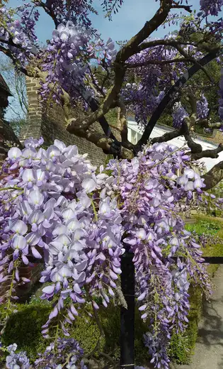 Fulham Palace Gardens In Spring 1 