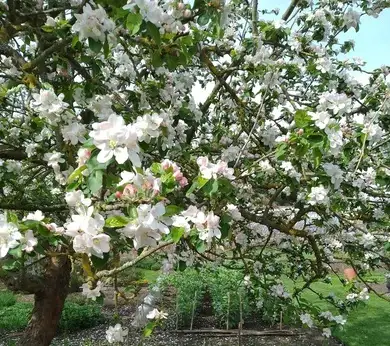 Fulham Palace Gardens In Spring 2 