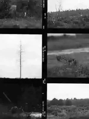 The Negatives